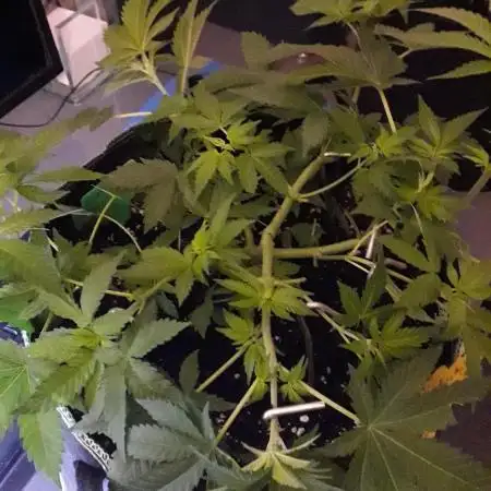 Blue Mystic