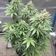 Skywalker OG