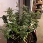 Hyper Viper