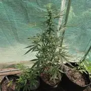 King Louis Auto