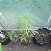 King Louis Auto