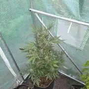 Special Queen Auto