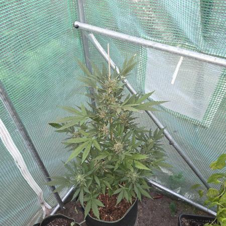 Special Queen Auto
