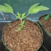 OG Kush