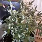 Black Orchid Auto