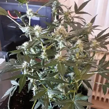 Black Orchid Auto