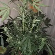 Strawberry Cola Auto