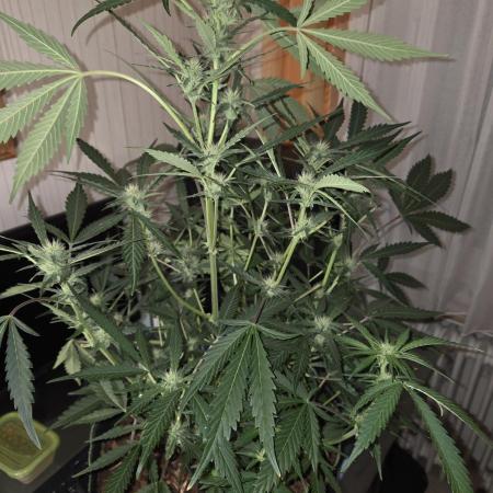 Strawberry Cola Auto