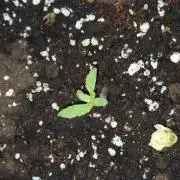 Godfeather OG F1 Auto