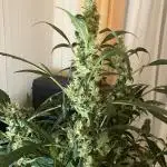 Black Orchid Auto