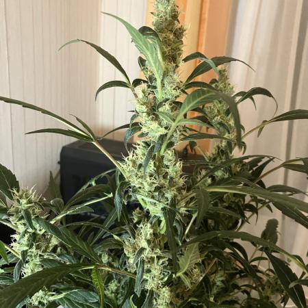 Black Orchid Auto