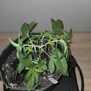 Super Silver Haze