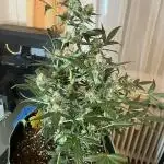 Kitsune Kush Auto