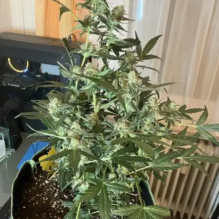 Kitsune Kush Auto