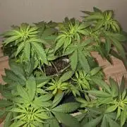 OG Kush