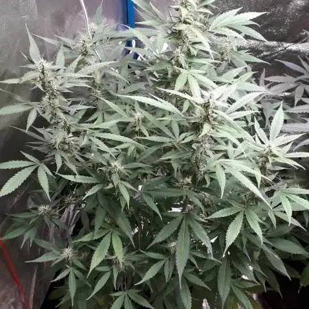 Wedding Cake Auto ( Zamnesia )