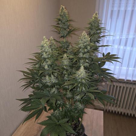 Skywalker OG