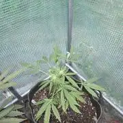 Godfeather OG F1 Auto