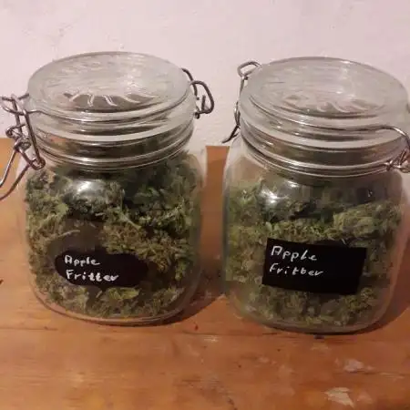 Apple Fritter Auto