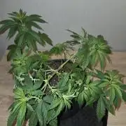 OG Kush
