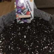 White Runtz Auto