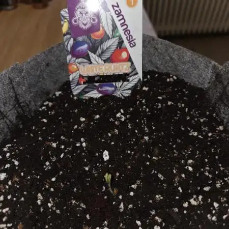 White Runtz Auto