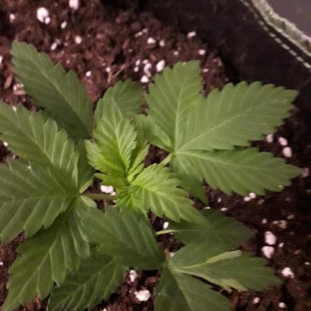 Blue Mystic