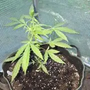 Godfeather OG F1 Auto