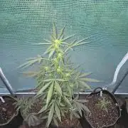 King Louis Auto