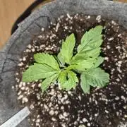 Grizzly Glue