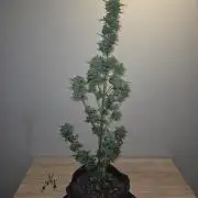 King Louis Auto