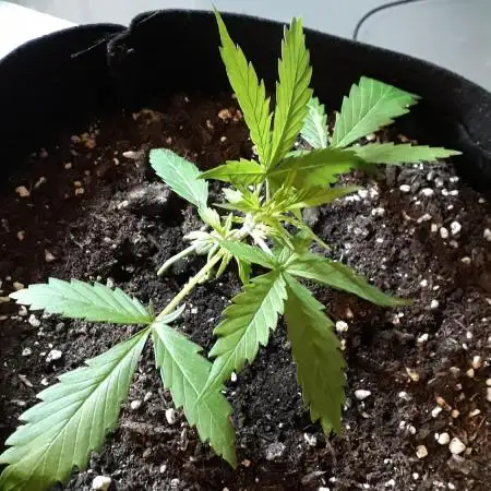 Kitsune Kush Auto