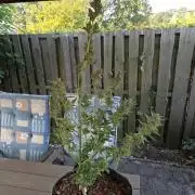 Special Queen Auto