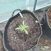 Godfeather OG F1 Auto