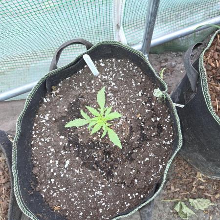 Godfeather OG F1 Auto