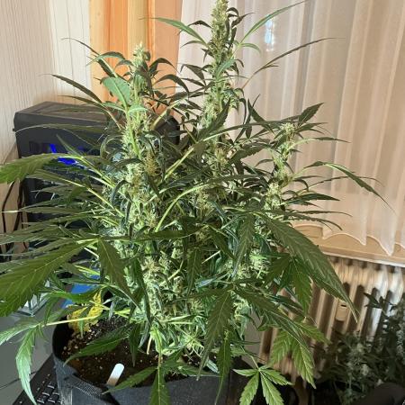 Black Orchid Auto