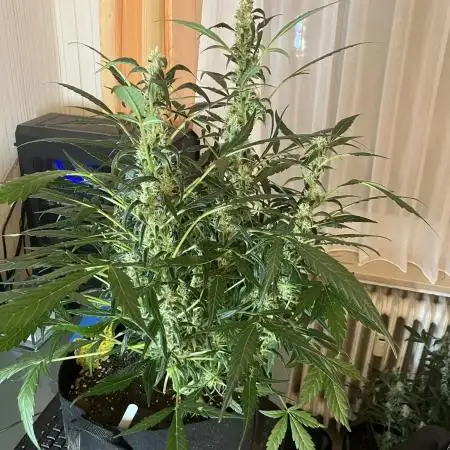 Black Orchid Auto