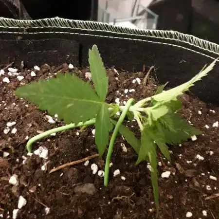 Black Orchid Auto