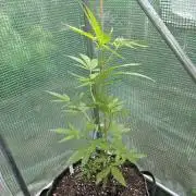 Special Queen Auto
