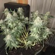 Northern Lights