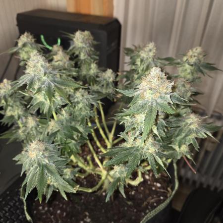 Northern Lights