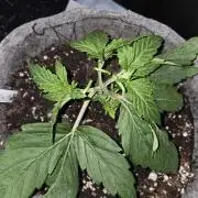 Grizzly Glue