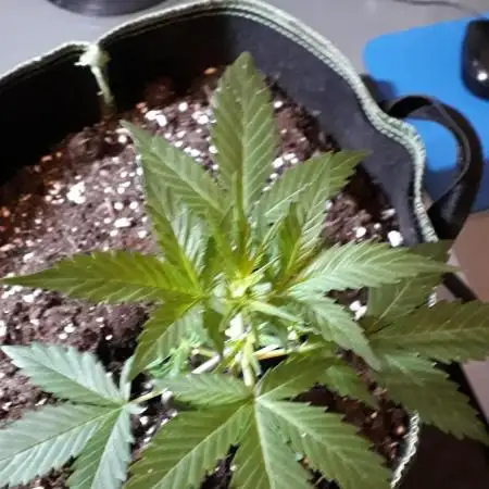 Black Orchid Auto