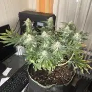 Northern Lights