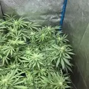 OG Kush