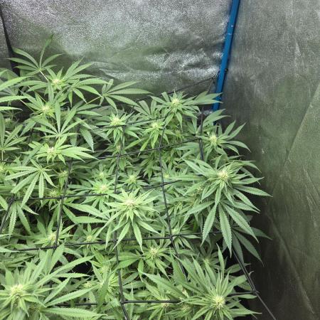 OG Kush