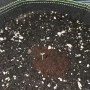 OG Kush
