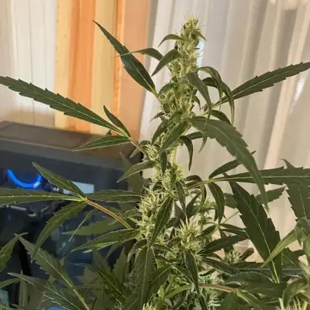 Black Orchid Auto