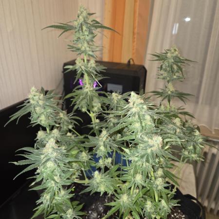 Blue Mystic