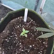 Super Silver Haze